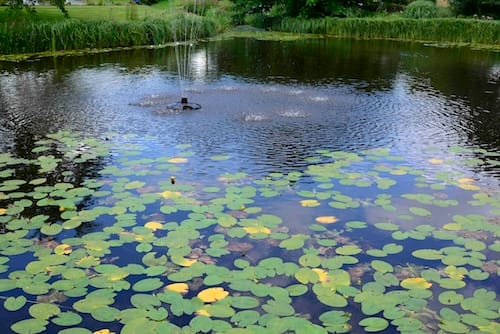 Zeit für einen Wechsel? Der Neue Wassergarten